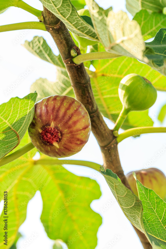 新鲜无花果在无花果树上成熟