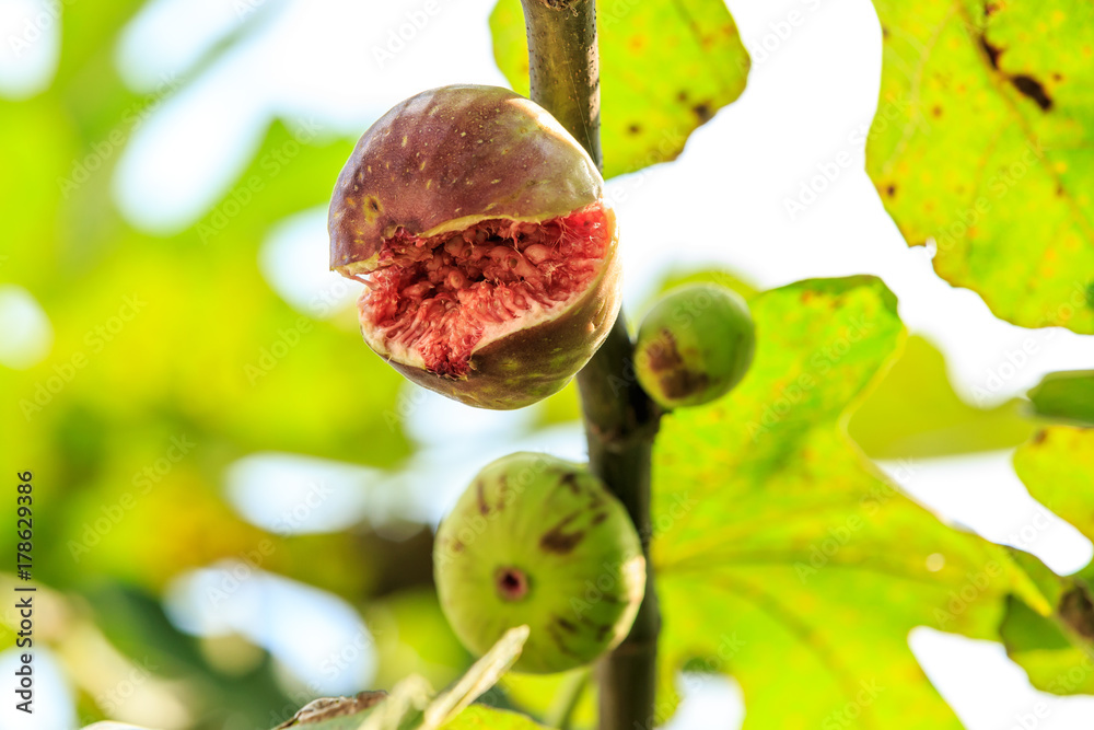 新鲜无花果在无花果树上成熟，果实裂开