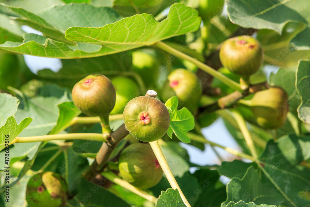 新鲜无花果在无花果树上成熟