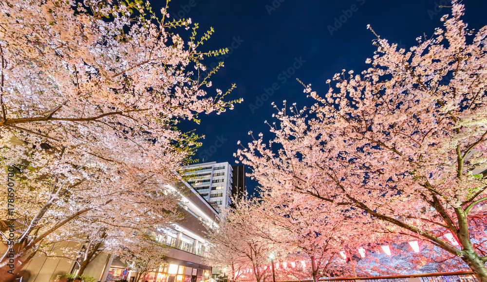 都会の夜桜