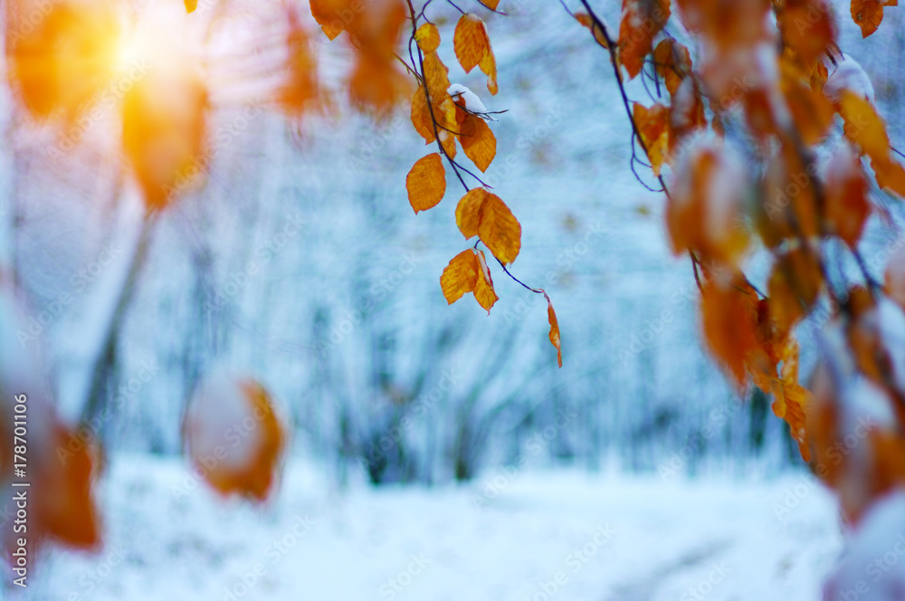 阳光下雪地里的黄叶