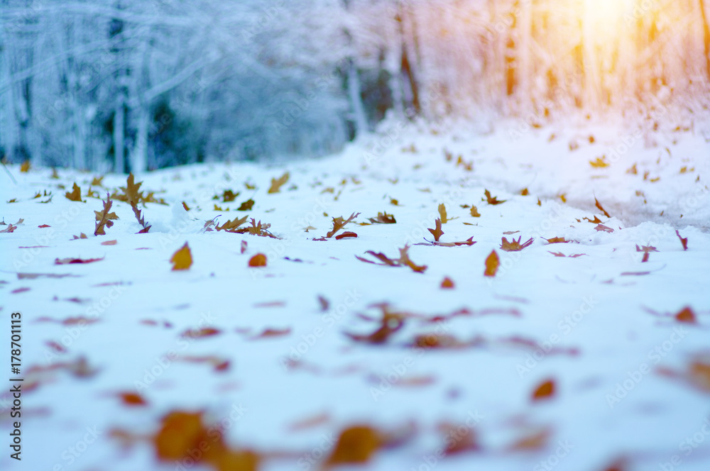 阳光下雪地里的黄叶