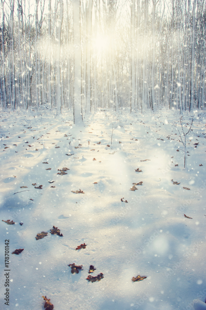 雪地里的冬季森林