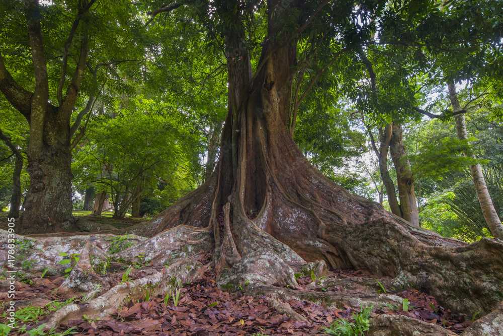 Asian jungle