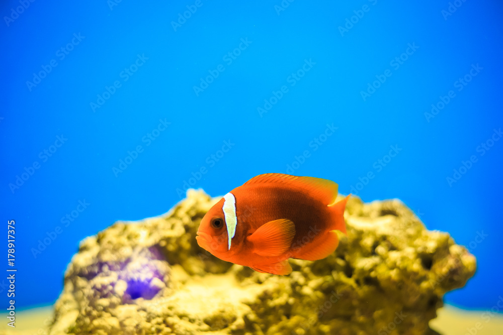 Amphprion（西方小丑鱼（Ocellaris clownfish，假打击乐小丑鱼））在海葵中。Thailan