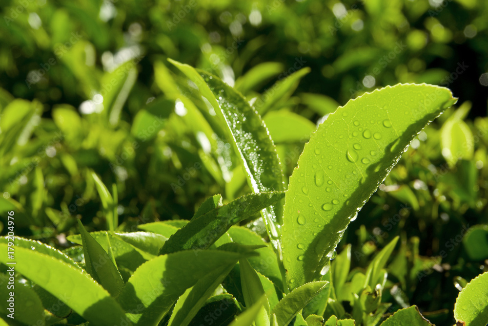 印度种植园种植的新鲜茶叶特写