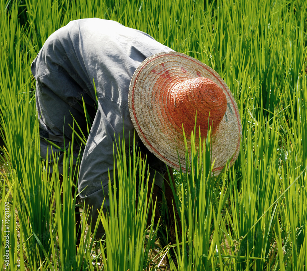 Farmer harvesting rice.