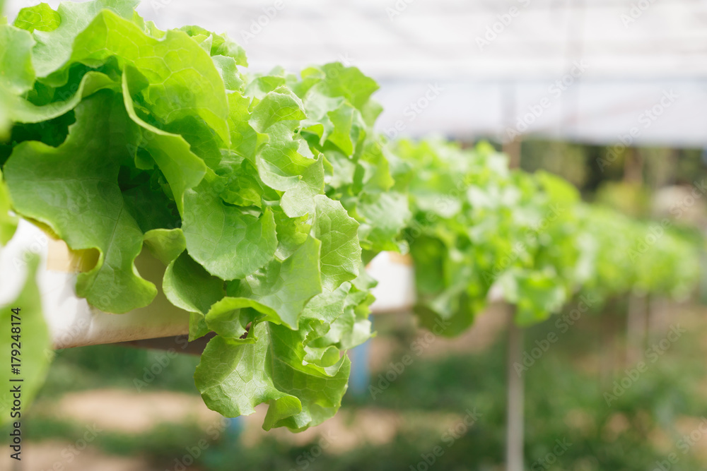 利用矿物营养液在水中、无土条件下种植植物的水培方法。计划