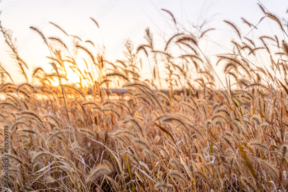 The reeds under the sunset