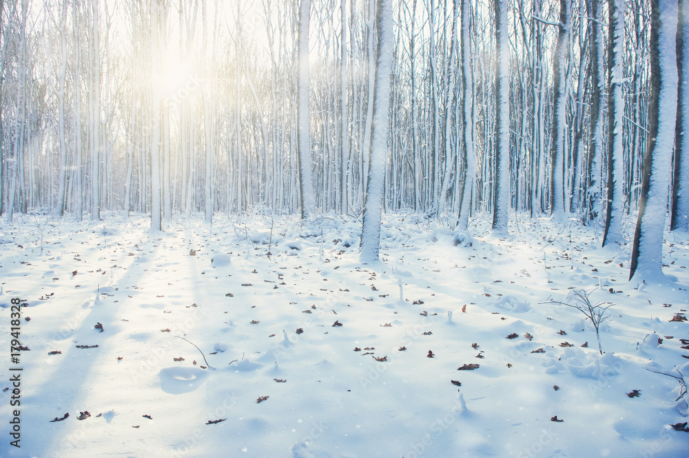 雪地里的冬季森林