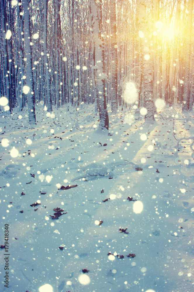 雪地里的冬季森林