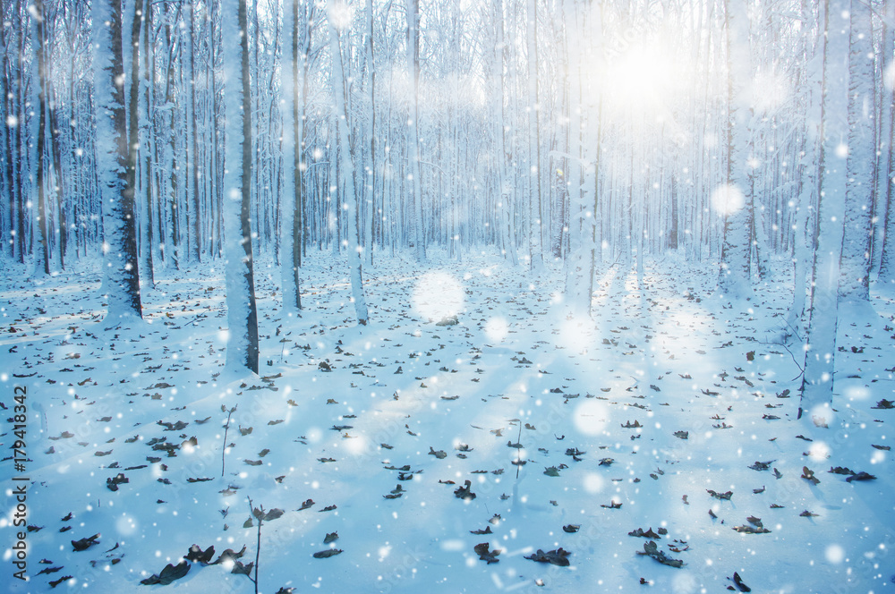 雪地里的冬季森林