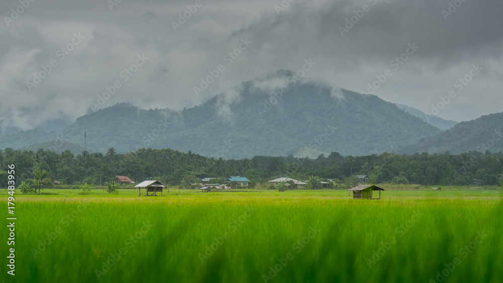 雨季的亚洲稻田和农民小屋，在泰国耕种。农田