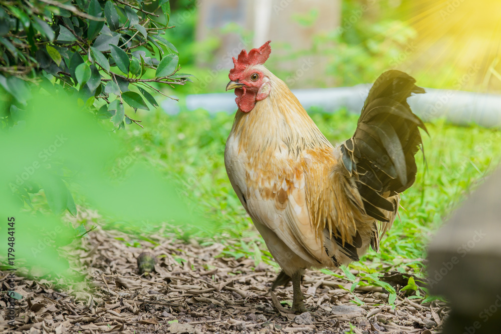 close up portrait of white bantam chicken in a natural farm