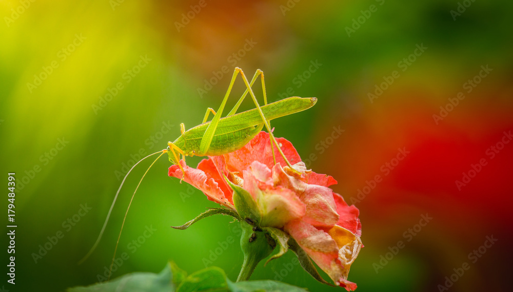 绿色的蚱蜢正在吮吸玫瑰中的红色花蜜。