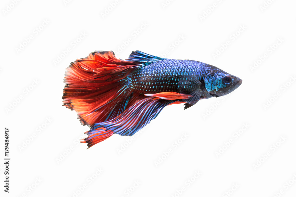 siamese fighting fish isolated on white background, Betta fish