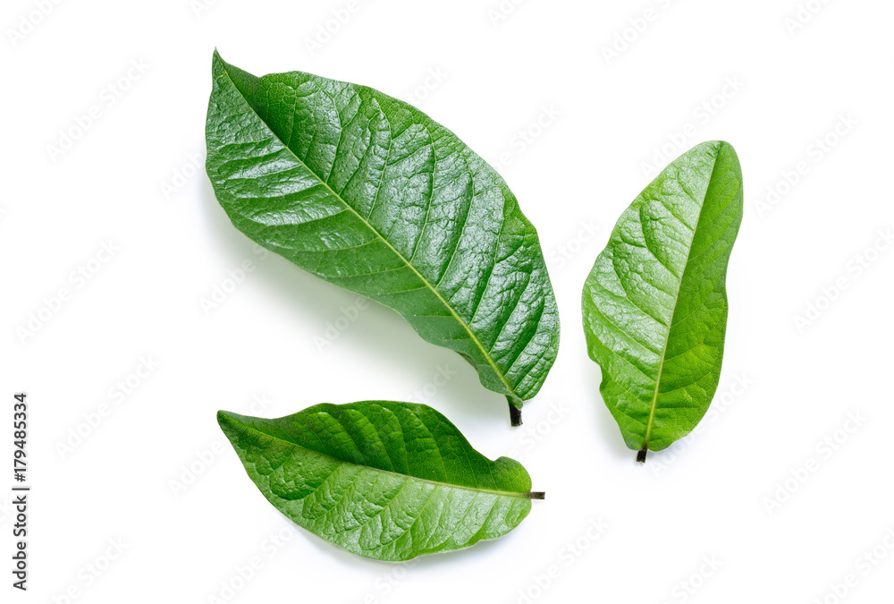 Green leaf isolated on white background. File contains a clipping path.