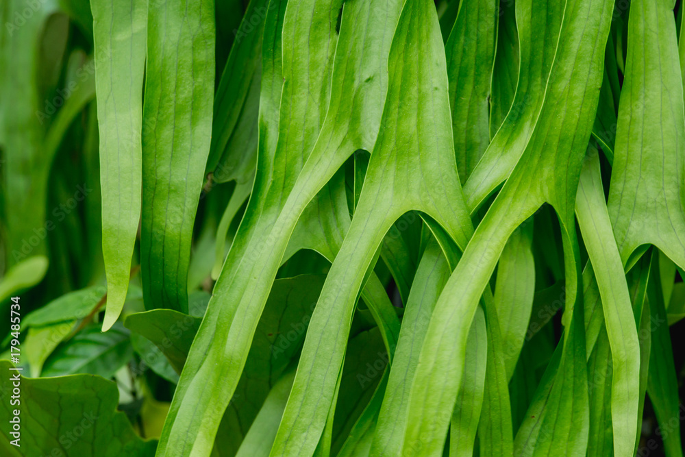 鹿角蕨类植物。Platycerium holtumii Joncheere&Hennipman.POLYPODIACEAE