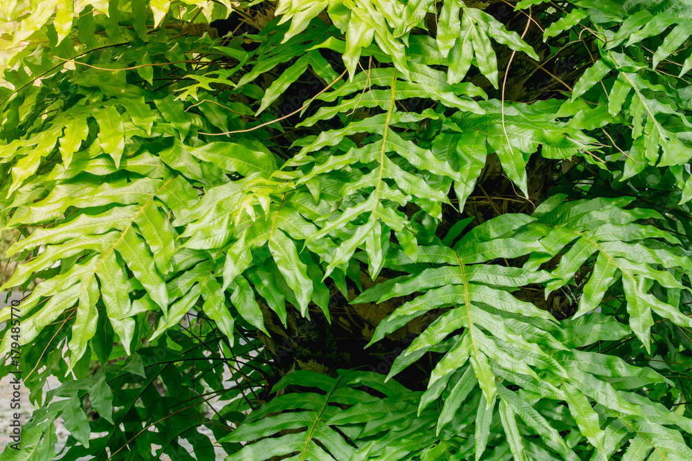 特写绿色蕨类植物背景