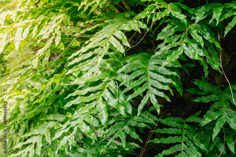 close up green fern background