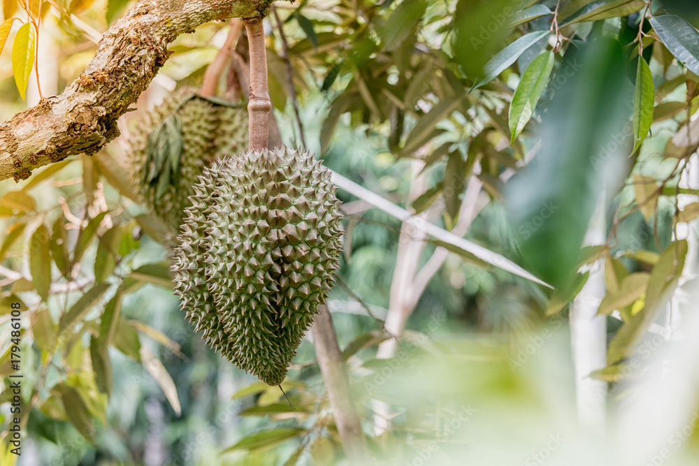 Raw fresh durian on tree in the garden.