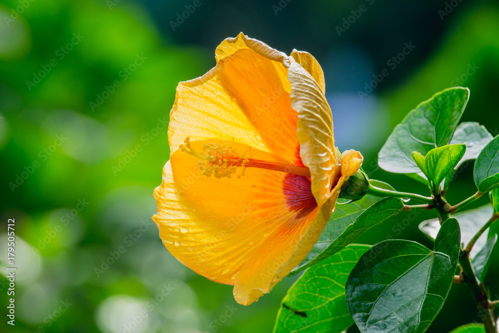 美丽的黄色芙蓉，自然绿色背景。芙蓉是一种体型较大的物种。