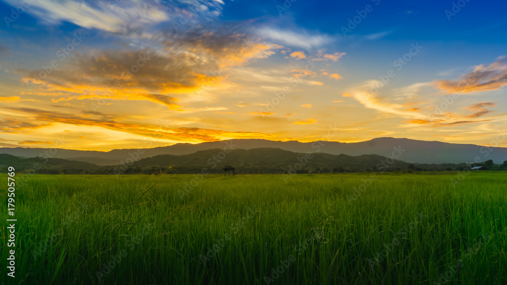 Sun setting and rice fields in the evening rainy season in Thailand