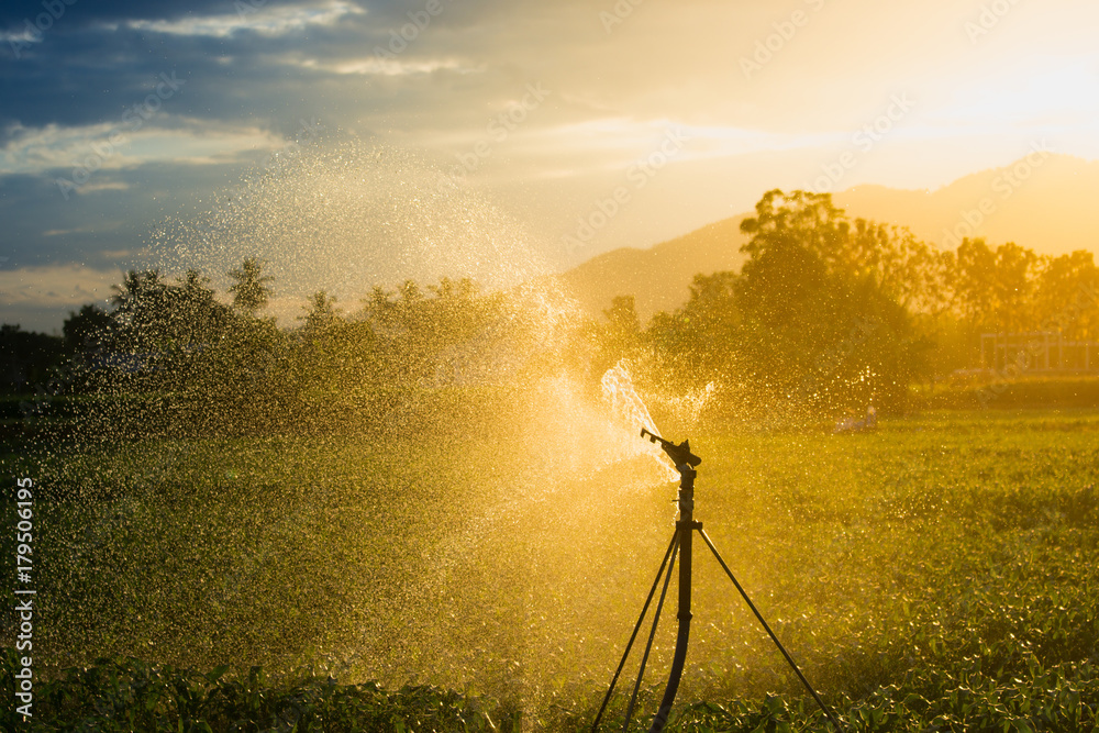 watering corn field in agricultural garden by water springer