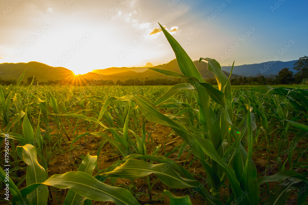 young green corn field in agricultural garden and light shines sunset