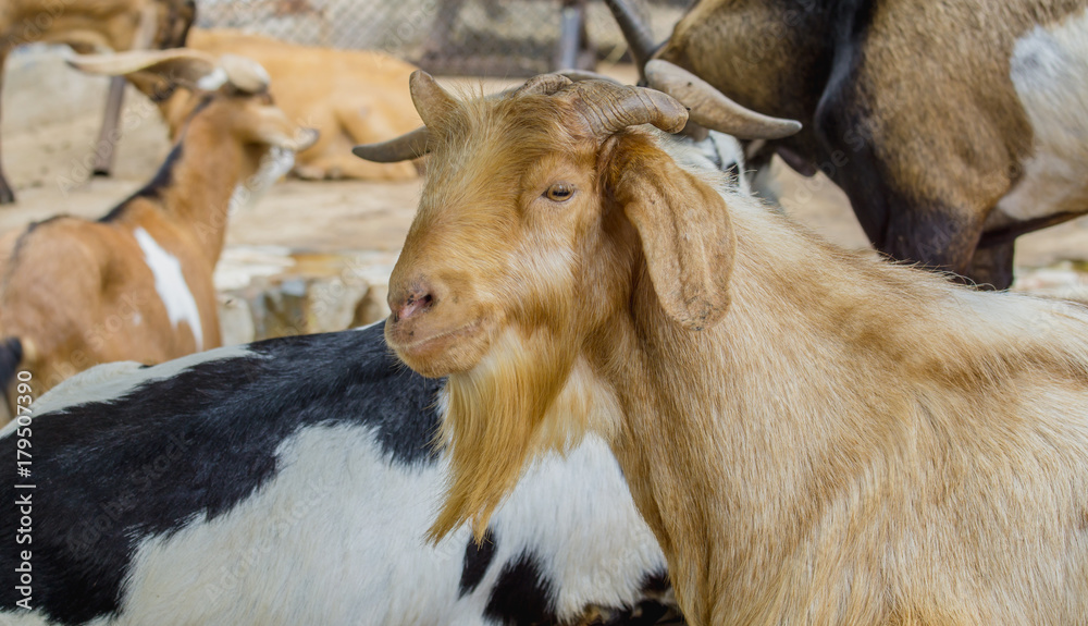 Close up group goat brown and white in farm