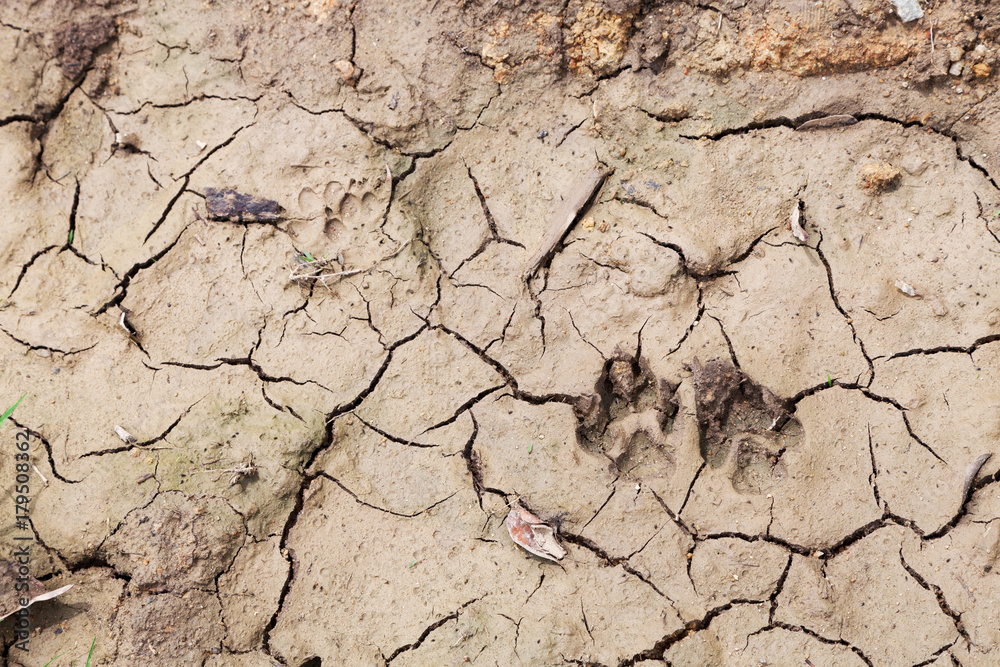 dog footprint on the dry soil.