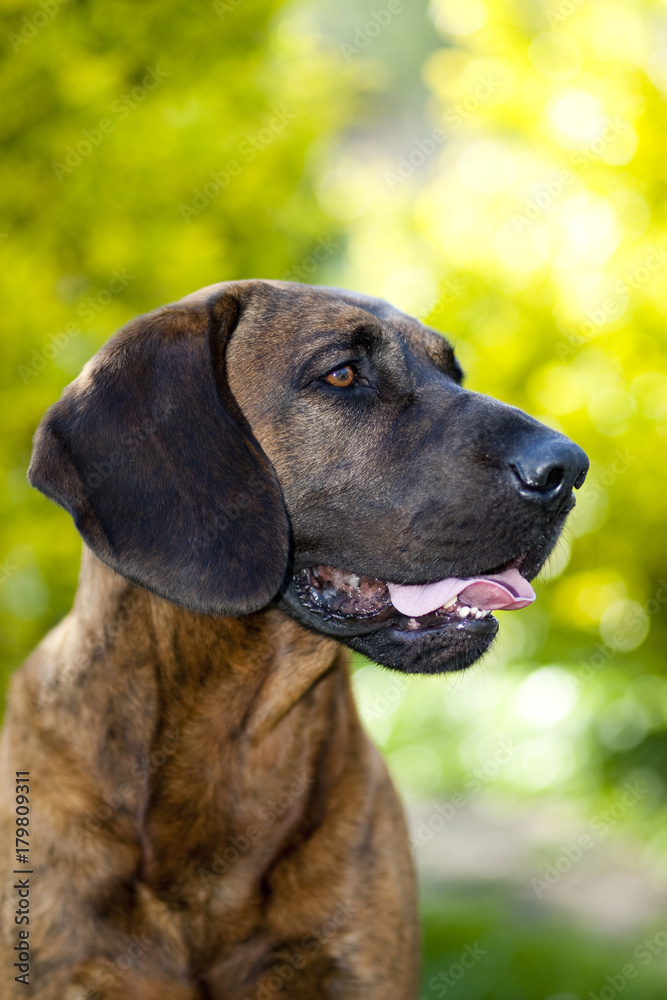 Hannoverscher Schweißhund