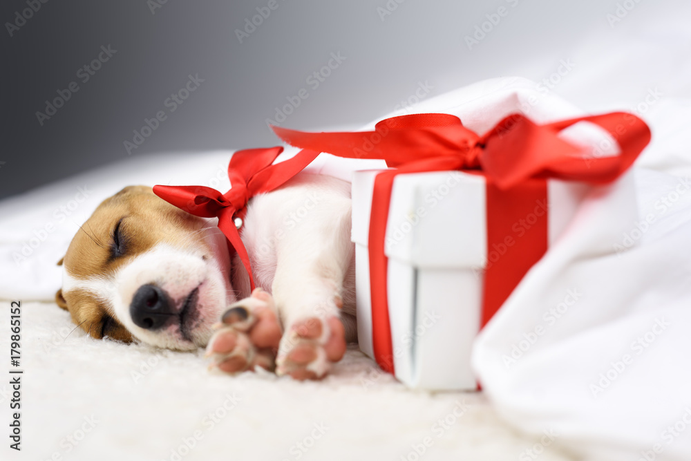 jack russel puppy with red bow