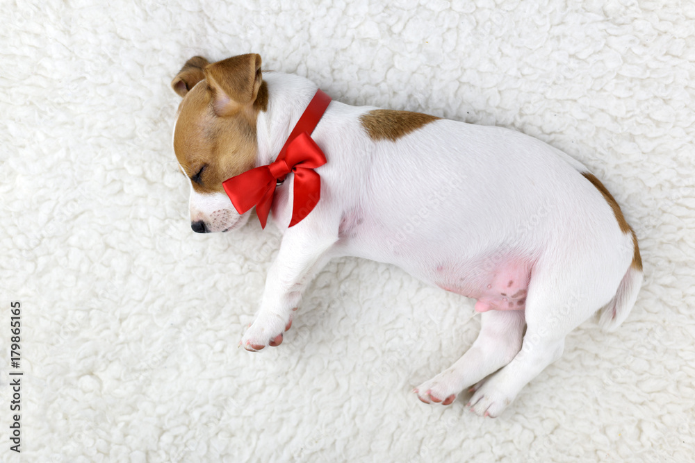 jack russel puppy with red bow