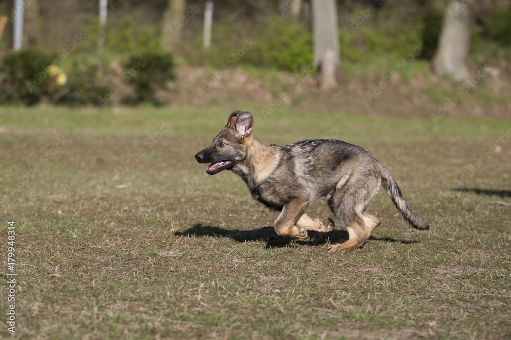 Schäferhund