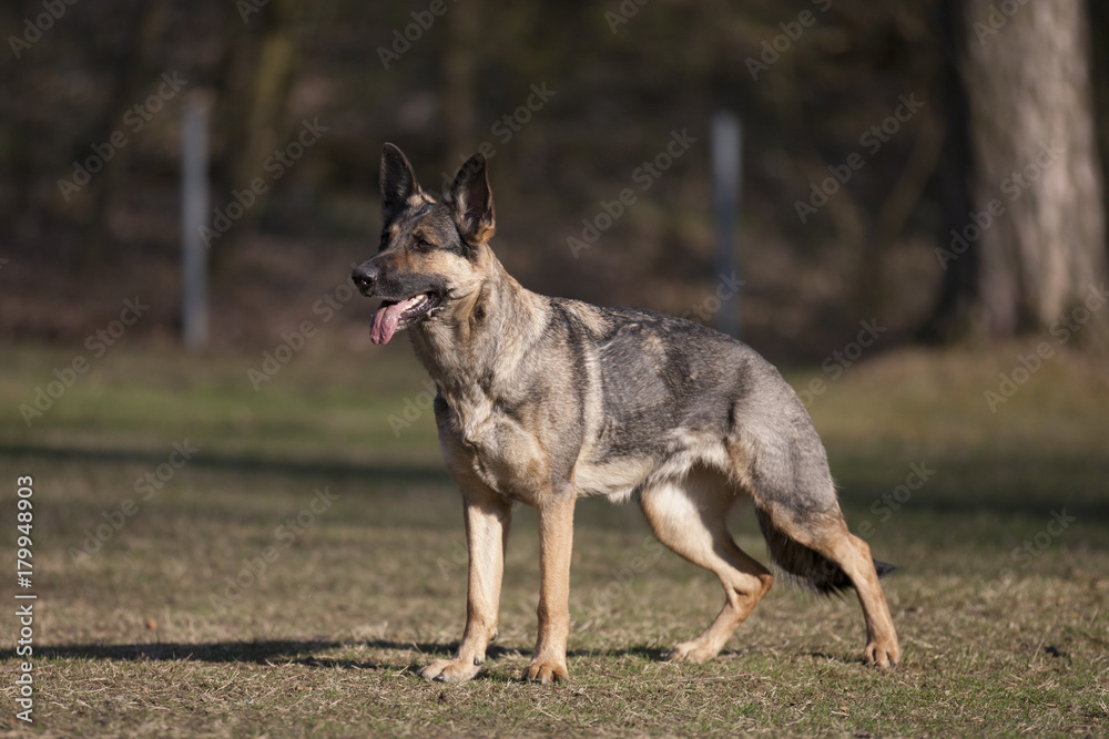 Schäferhund