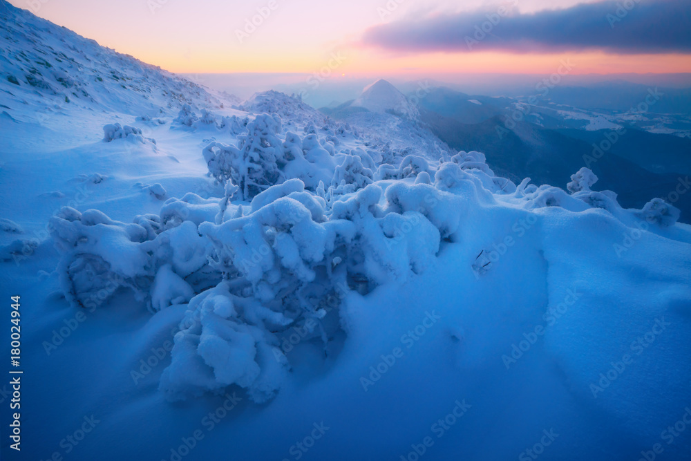 白雪皑皑的树木构成的戏剧性冬季场景。