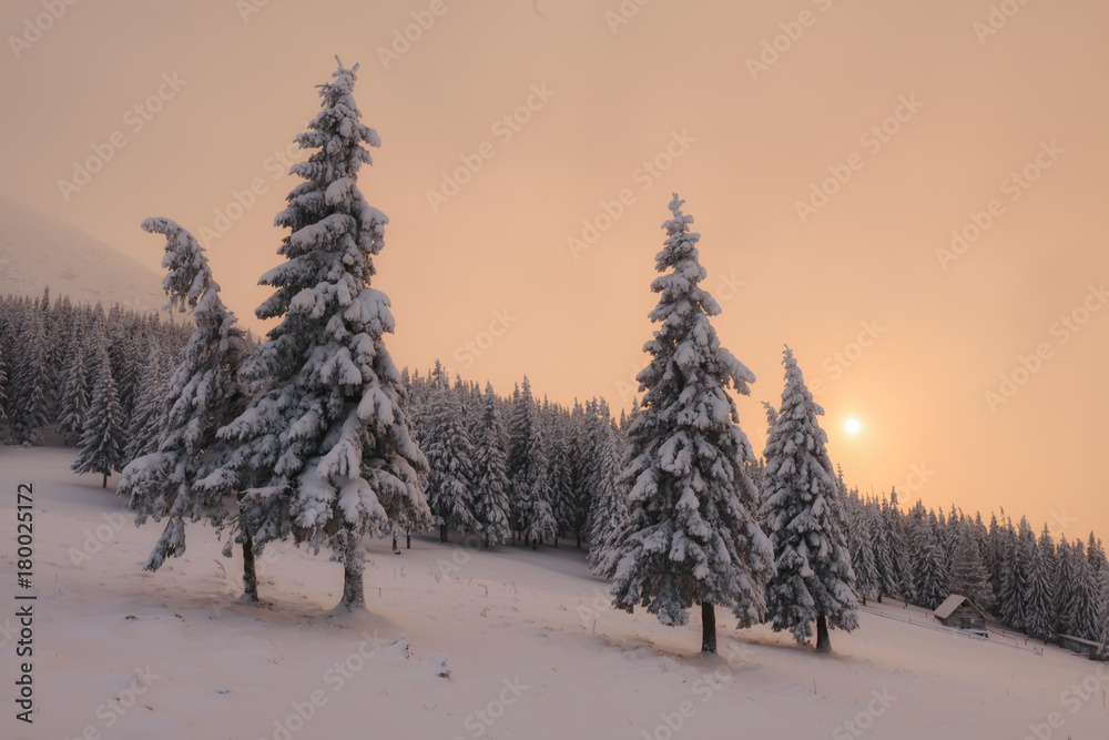 白雪皑皑的树木构成的戏剧性冬季场景。