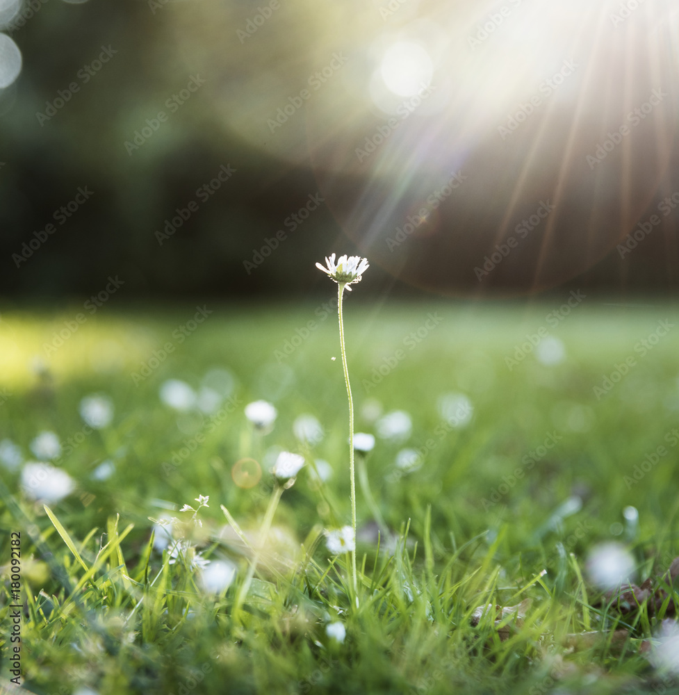 阳光下的草花特写