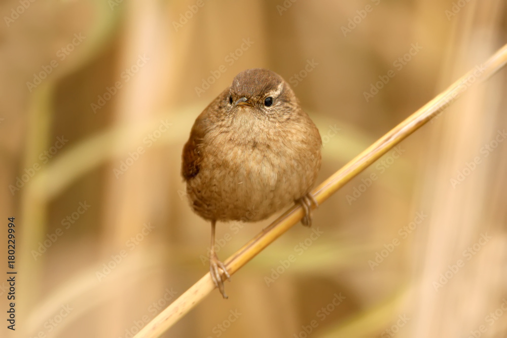 Close up portrait of eurasian wren on slim reed isolated on blurred background