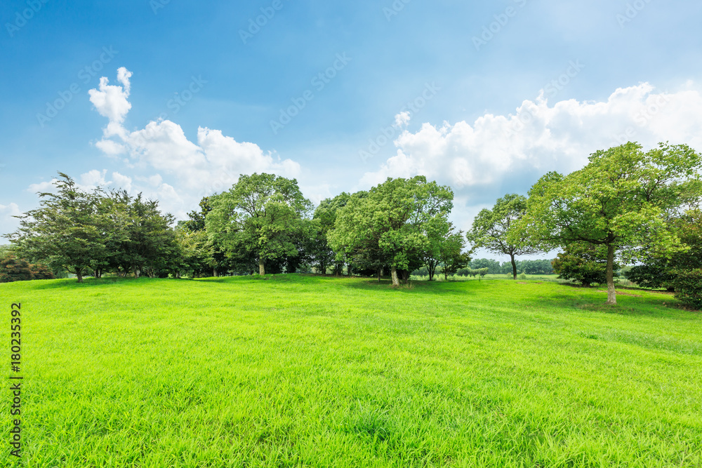 Green grass and forest landscape under blue sky