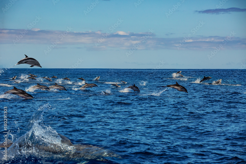 Big pod of wild dolphins