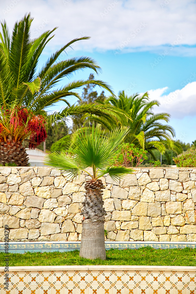 Palm trees in portuguesse garden