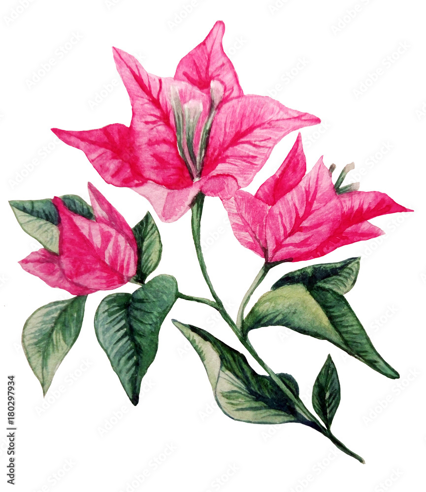 Bougainvillea flower bouqet isolated clipart. Watercolor illustration of Portugal flower