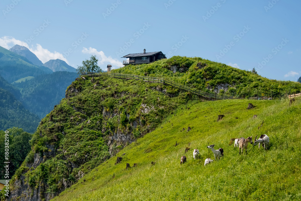 在德国巴伐利亚州南部阿尔卑斯山麓放牧山羊