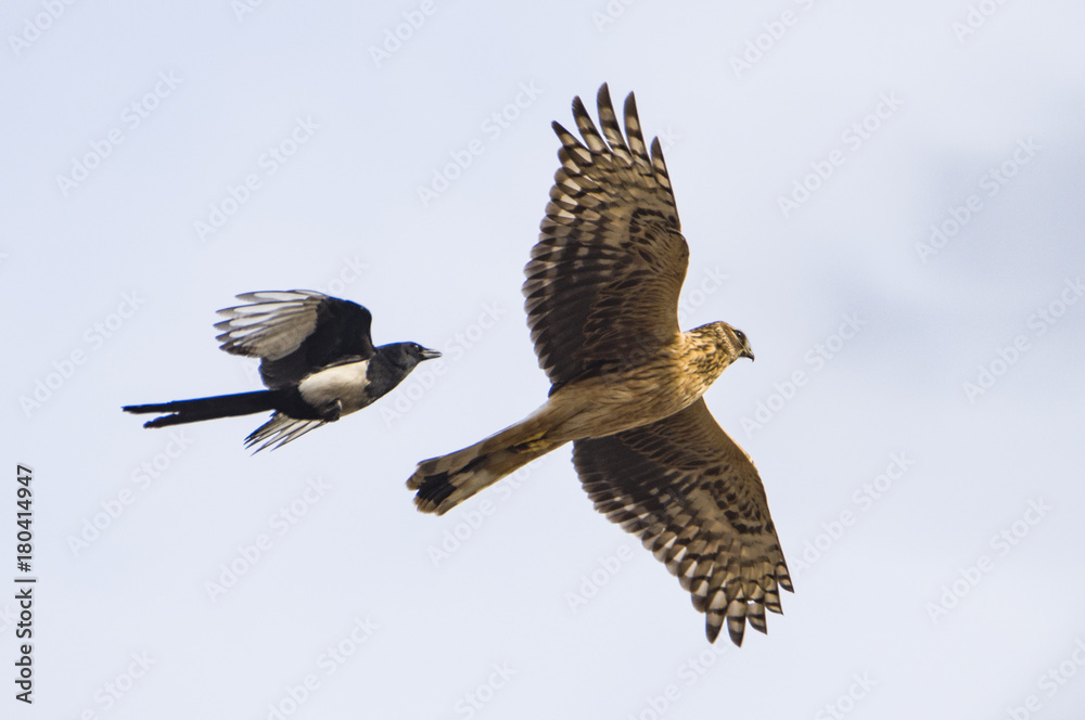 A ferocious Eagle