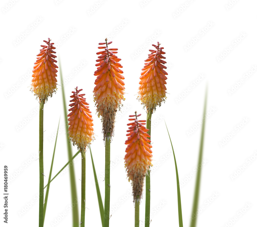 Kniphofia or Red Hot Poker flowers