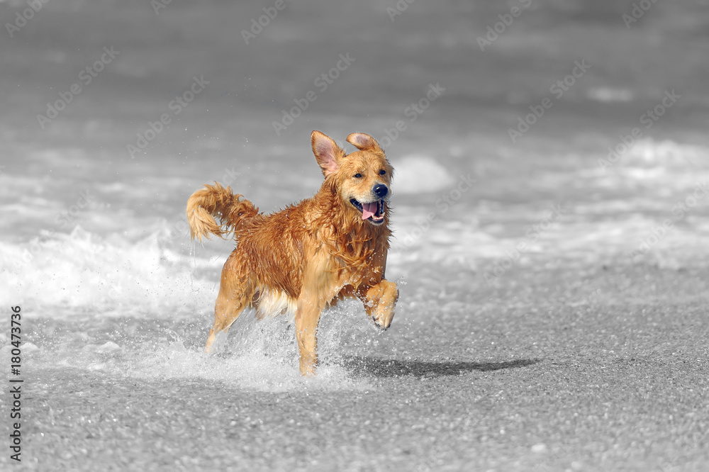 海滩上的年轻金毛寻回犬