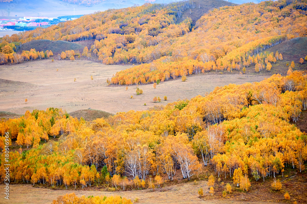 The golden autumn of grassland