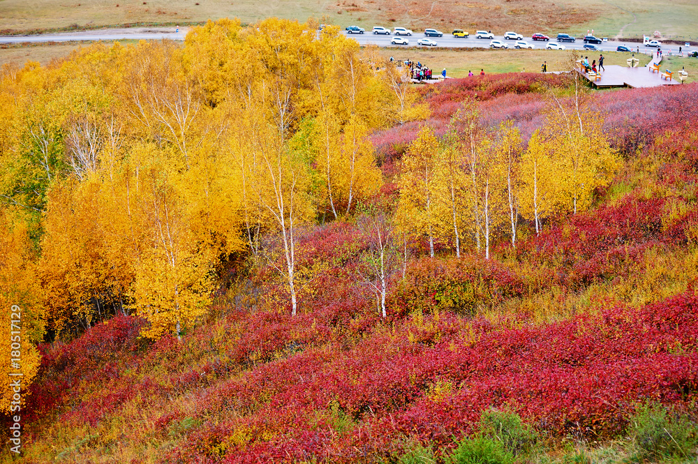 The golden autumn of grassland